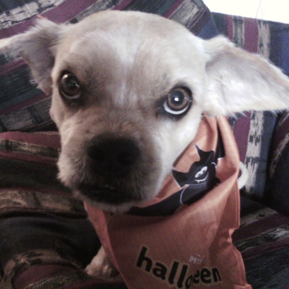 Meet your Posher, Allen